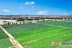 民勤：小沙葱长成大产业图片