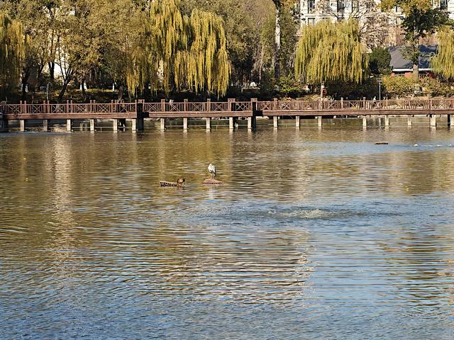 北京农展馆后湖，何以引来百鸟嬉？现场探秘——