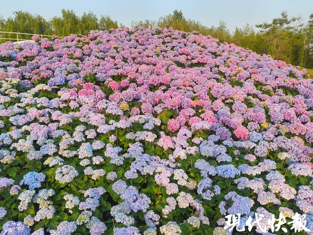 国庆假期，4条免费旅游公交带您畅玩盐城