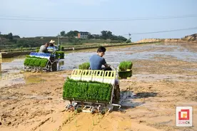 插秧机给力，荣县37.8万亩水稻移栽超98%图片
