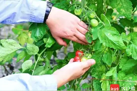大唐文昌翁田农光互补+储能示范项目：让盐碱地变成农业种植“黄金地”图片