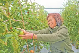 福鼎蕉宕村：小番茄映红致富路图片