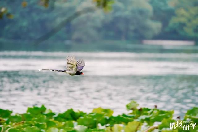 12.07 独立营｜冬日寻羽记：解码西湖候鸟的越冬密码！鸟类专家带队，探秘茅家埠“鸟类天堂”，体验听声辨鸟、飞羽寻踪的野趣周末！