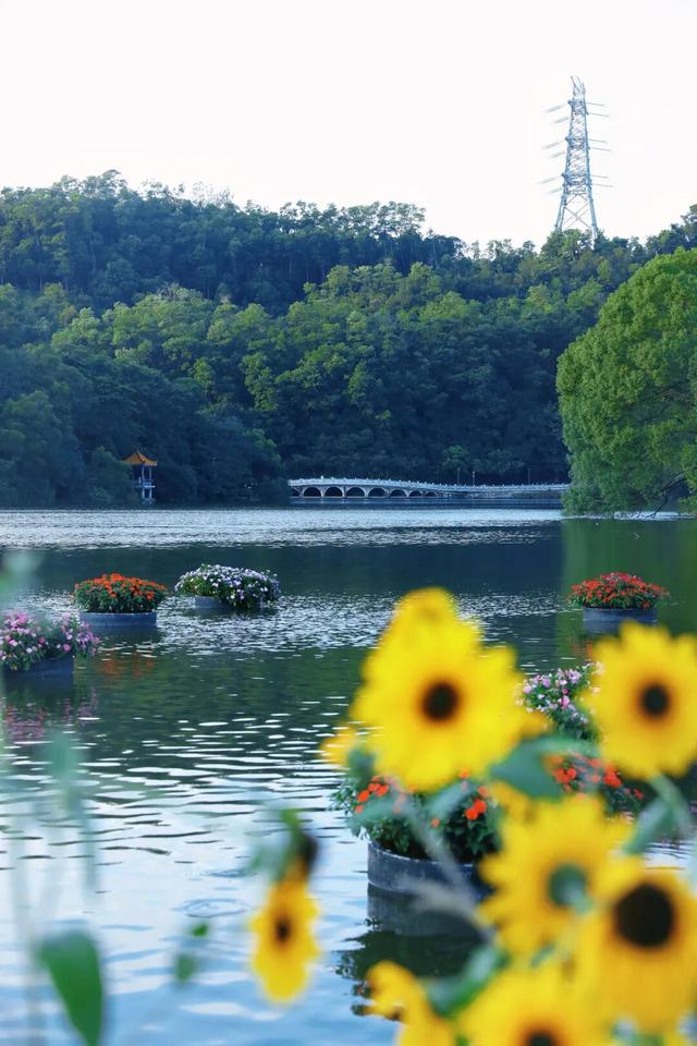 行摄 | 美爆了！秋日花海，限时上映