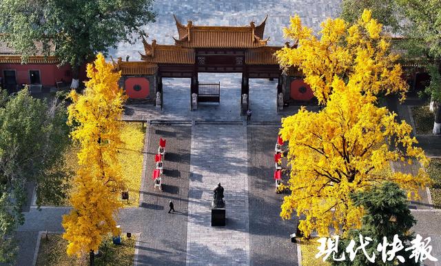 一眼千年别错过，南京朝天宫古银杏身披“黄金甲”