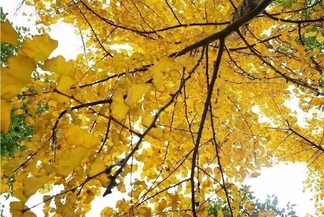 余杭“秋日恋歌”打卡地图出炉！