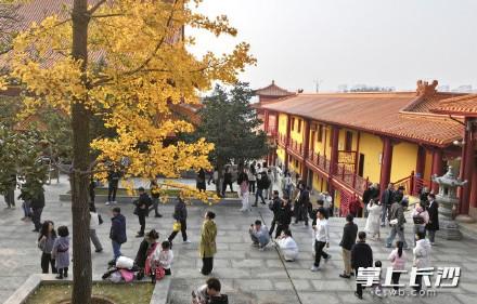 大雪至，洗心禅寺银杏的“黄金时刻”，游客打卡忙不停