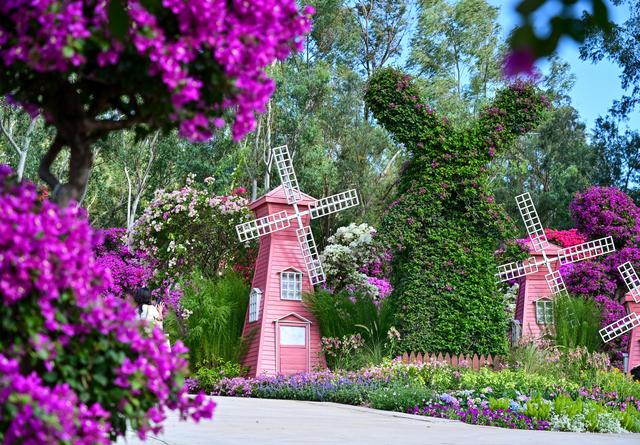 繁花盛宴邀你共赏，2025深圳簕杜鹃赏花周来啦！