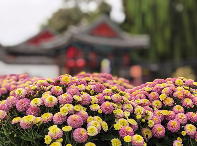 秋风过日坛，菊花笑嫣然
