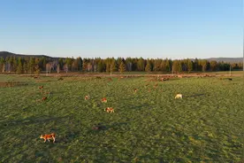北疆大地凭什么快速发展——内蒙古在办好两件大事中扎实推进高质量发展图片