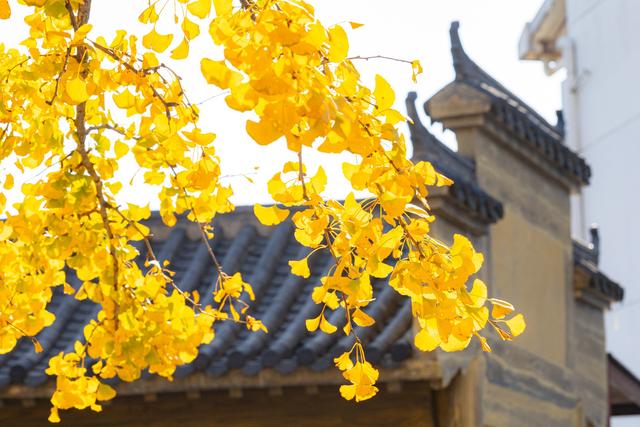 随手拍都是“壁纸”风光！武汉黄陂清凉寨银杏已黄、红叶已红，进入最佳赏秋期