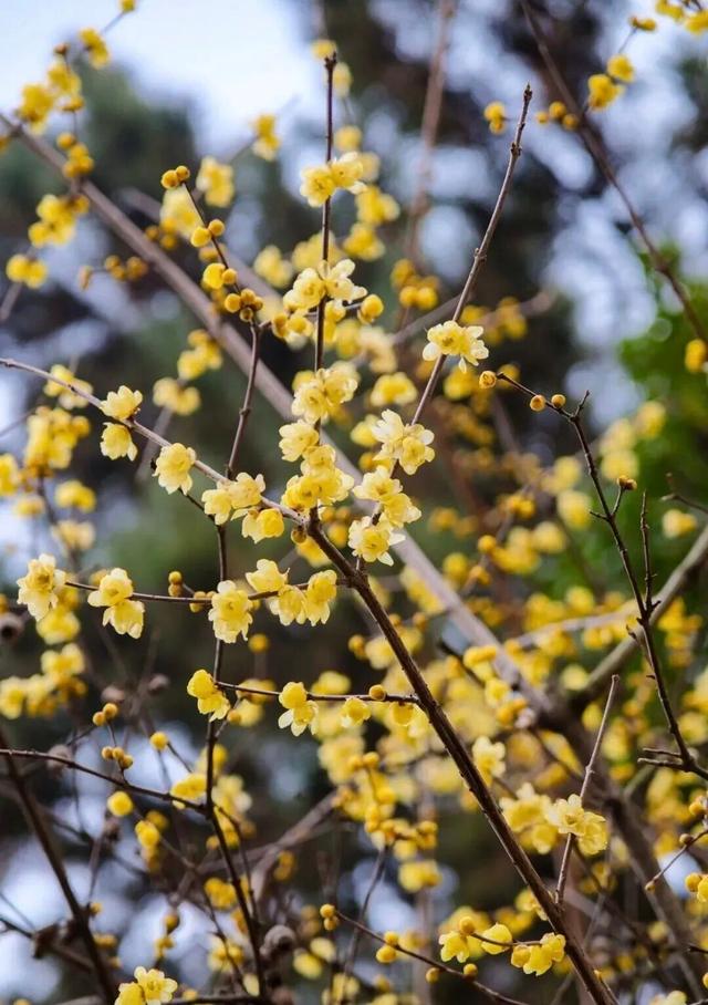 一“梅”出圈，玩出新花样！