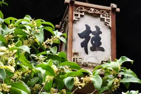 寒露节气品桂花龙井，感受杭州的韵味与秋意图片