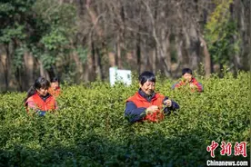 长三角“春色经济”暖意浓图片