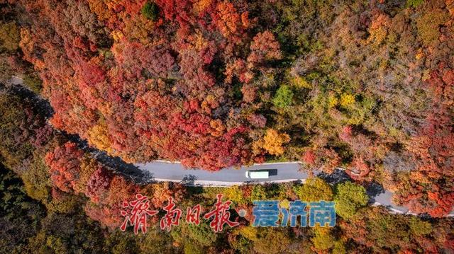 一年四季 泉在济南丨济南红叶谷漫山红遍层林尽染，最佳观赏期迎来秋日盛景