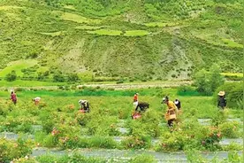 党建引领聚活力 乡村振兴开新局图片