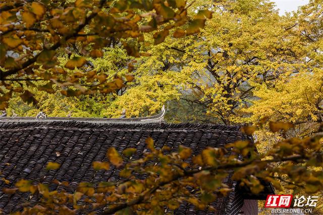 秋风作画，银杏成诗：永州桐子坳正迎来颜值巅峰