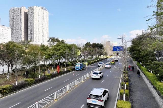 又添一条樱花大道 大理三月好风光