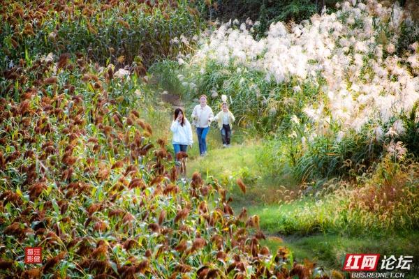 在红穗白苇间，书院洲的秋日仙境已上线