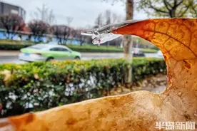 降温遇雨，叶携冰落图片