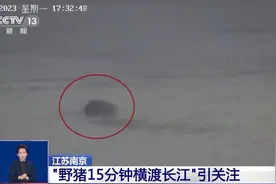 野猪15分钟横渡长江！它们为何成了城市“常客”？专家详解图片