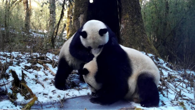 乐西高速马昭段贯通！凉山东线风光美出圈