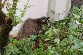 国家二级保护动物果子狸“求保护”——竹溪法院：司法守护让野生动物有了“安全港”图片