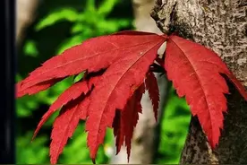 感叹深秋枫叶的红图片