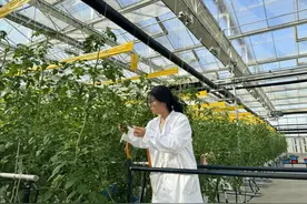 崇明这里的小番茄，科技含量满满！图片