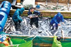 金华莘畈水库启动春捕图片