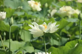 荷花盛放，美在当“夏”图片