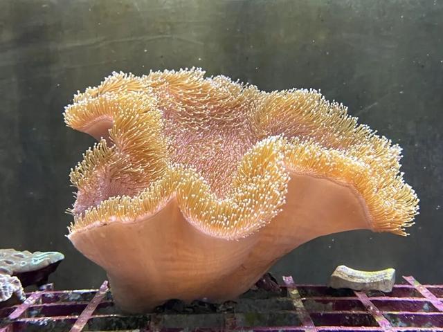 离昆明最近的海～国庆遛娃就冲这里！动车直达+狂炫海鲜～全家一起出发！