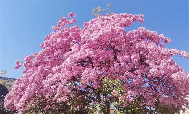 冬暖花开游云南 | 冬游红河，“马”上赏花！