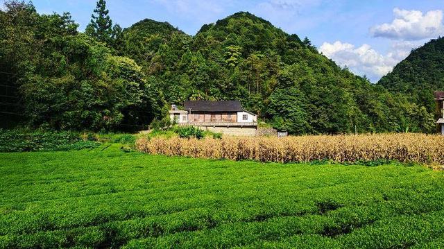 鹤峰太平：茶园秋色