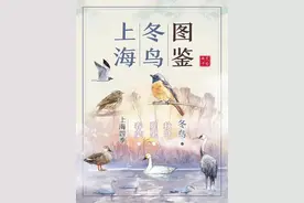 上海冬鸟图鉴图片