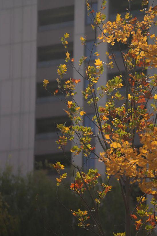 这场秋日浪漫别错过 申城落叶道体验进入倒计时