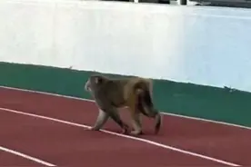 通州、朝阳、海淀、东城……逛了小半个北京的俩“猴哥”，被抓到了！图片