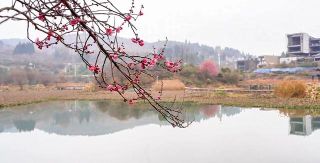 春天提前送达的问候