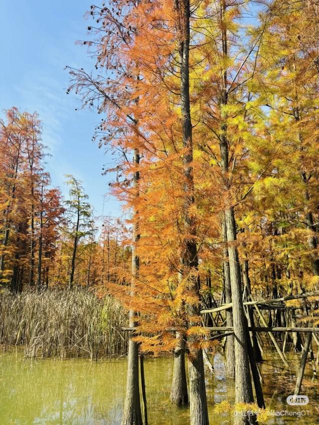 不是在云南，南充这里的水杉被问爆了~