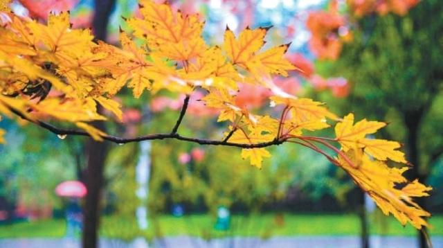 秋染长安色斑斓　霜落成诗醉流年