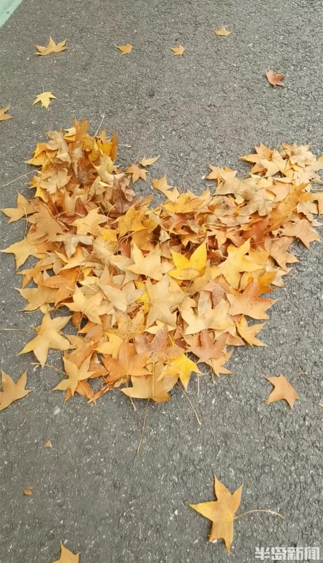 赏叶、看水、听鸟鸣……来青岛浮山森林公园，满足所有对秋天的想象