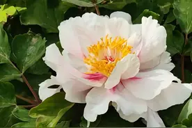 牡丹、芍药分不清？4招教你轻松辨别图片