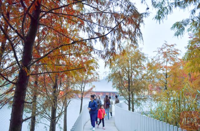 C视觉丨初冬兴隆湖 邂逅油画森林