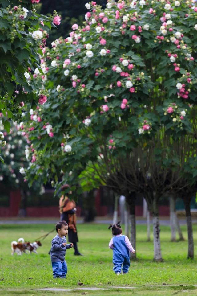 收藏这套双流秋天专属色卡，跟着拍，出片率100%