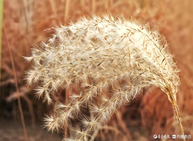 沂河岸边荻花开，如诗如画随风摆