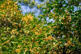 赴一场桂花之约，国庆假期，满觉陇赏桂非遗集市等你来体验图片
