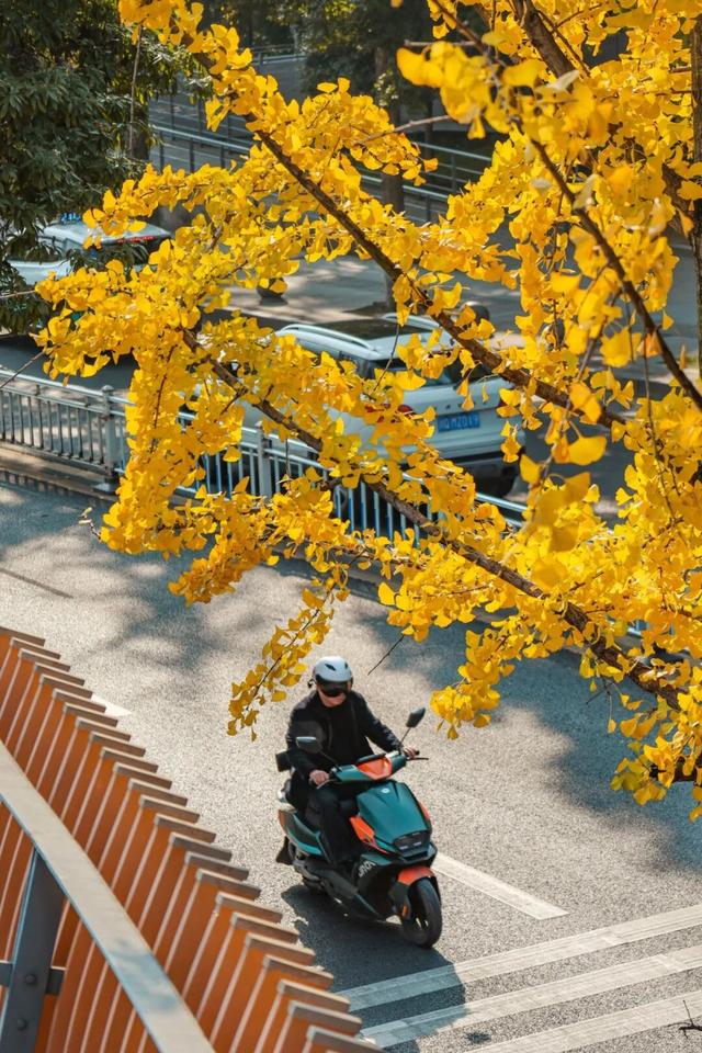 宜宾，含“金”量超高！