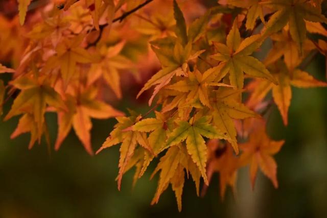 来宣恩矅天眼，看万山红遍，层林尽染！