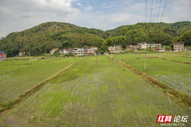 穿过稻田与渡槽，我遇见了山中静好的井头镇