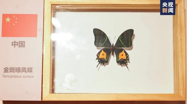 “爬树”也能修学分？这所高校的“攀树课”一课难求！